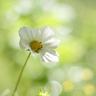 三生三世十里桃花